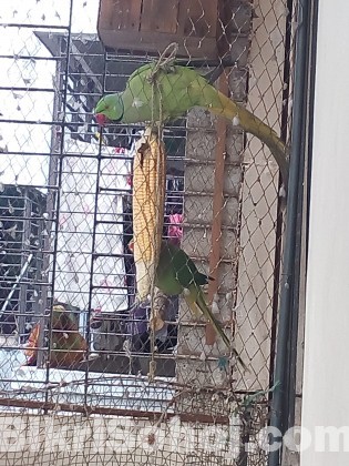 Ring neck parrot breeding pair